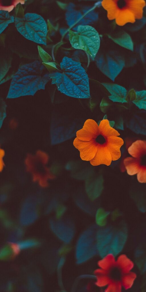 Flores Aesthetic Wallpapers, Screen Wallpaper, Mobile