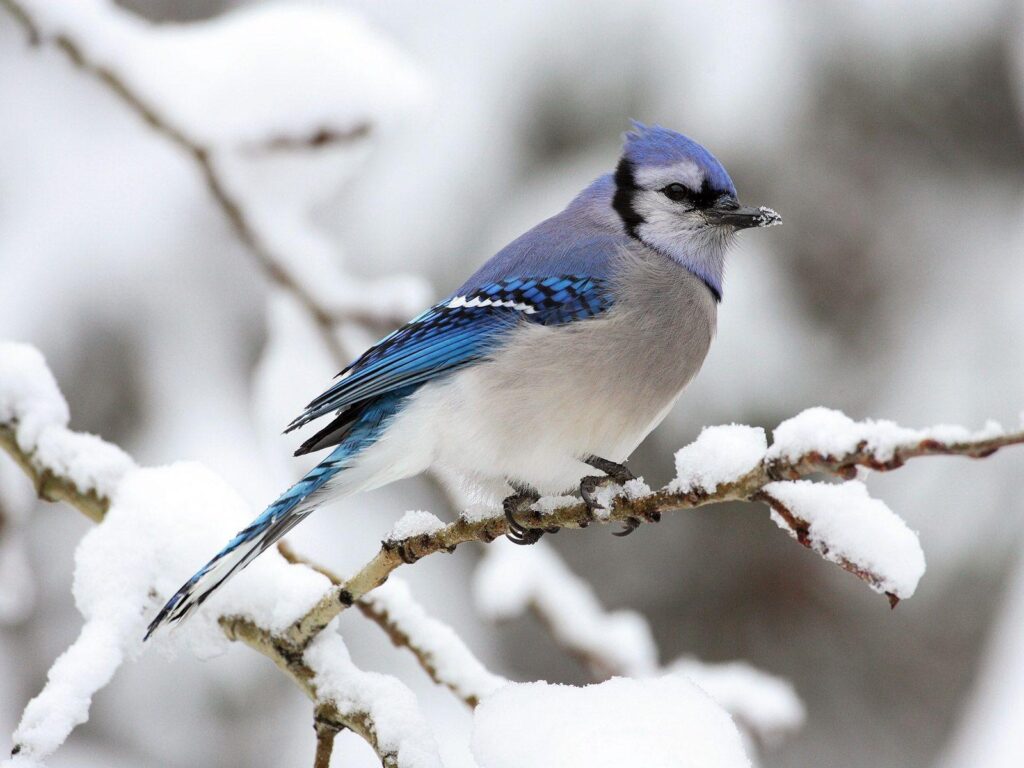 Blue Jay Bird in the Snow Free Stock Photo and Wallpapers