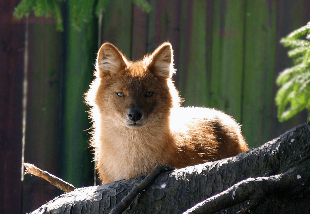 Best Dhole Wallpapers on HipWallpapers