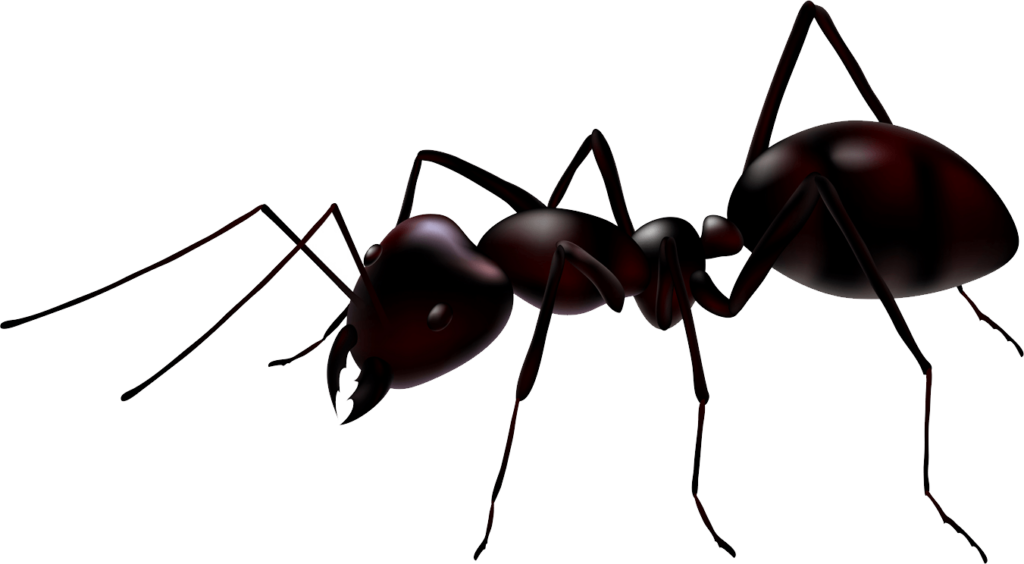 Ant clipart transparent background, Ant transparent