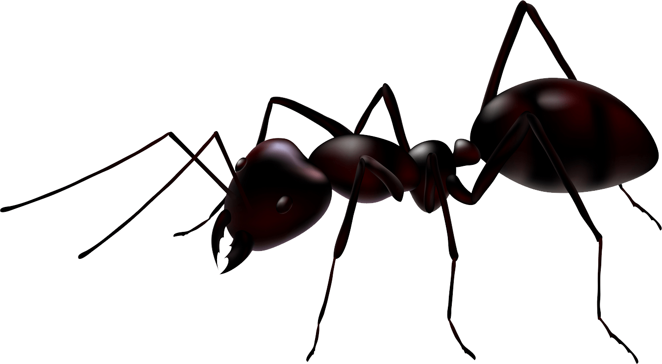 Ant clipart transparent background, Ant transparent