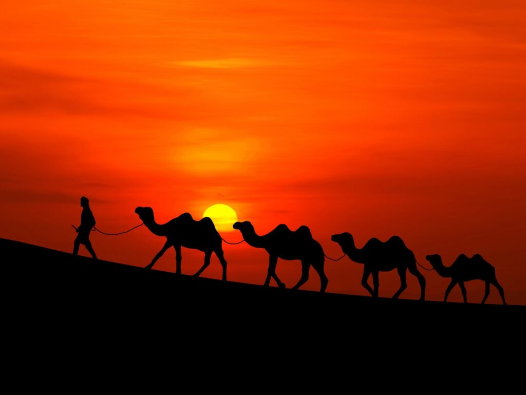 Wallpapers Sunset, Desert, Camels, HD, Nature,