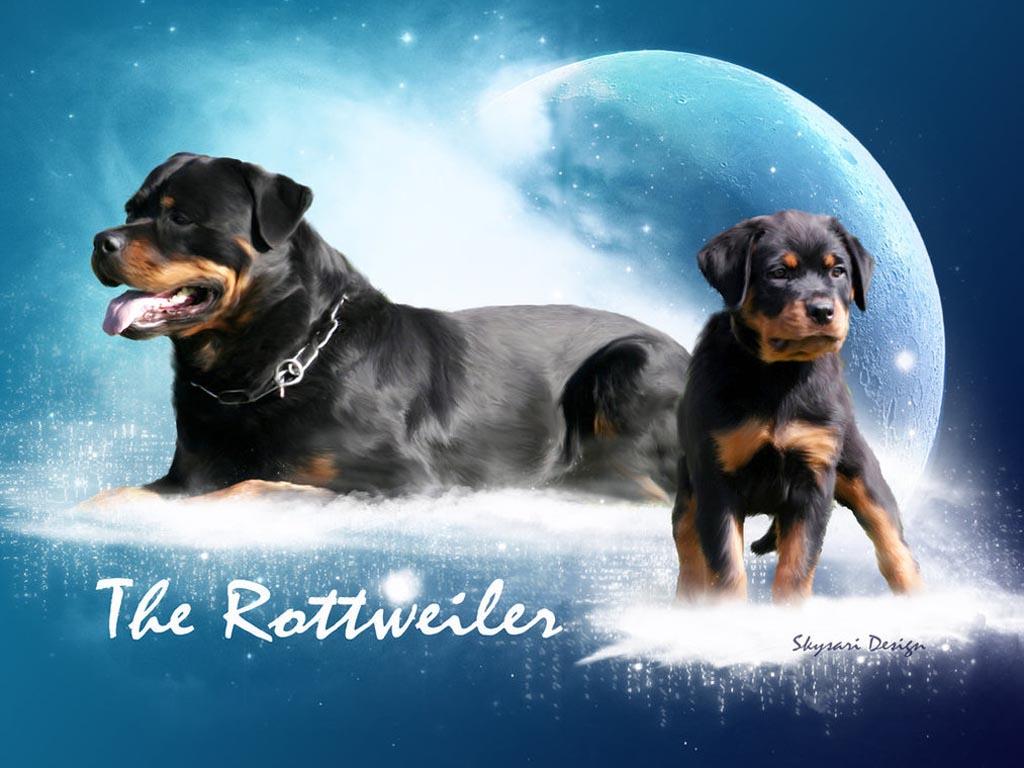 Cute Baby Rottweiler Wallpapers