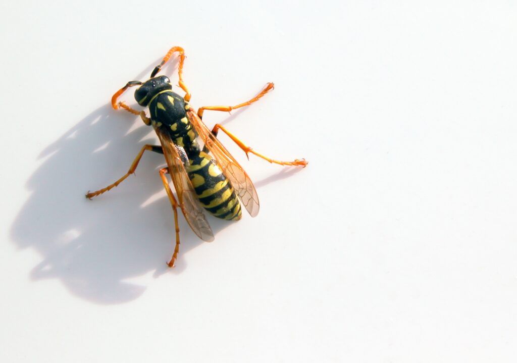 Insects wasp wallpapers High Quality Wallpapers