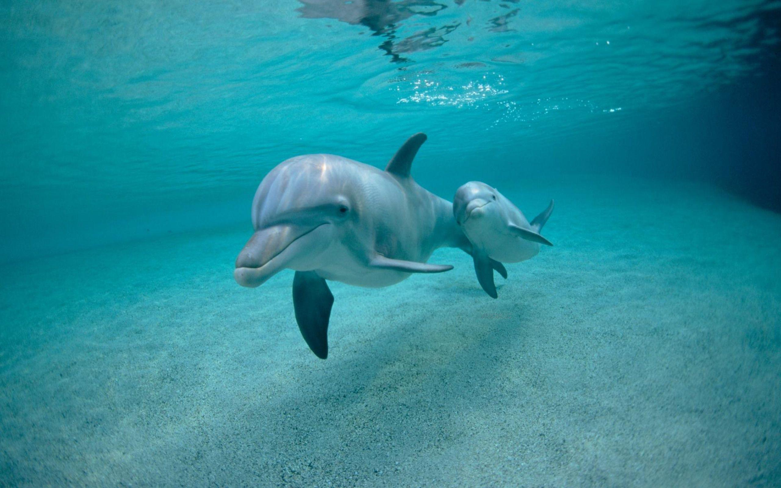 Dolphin Wallpapers