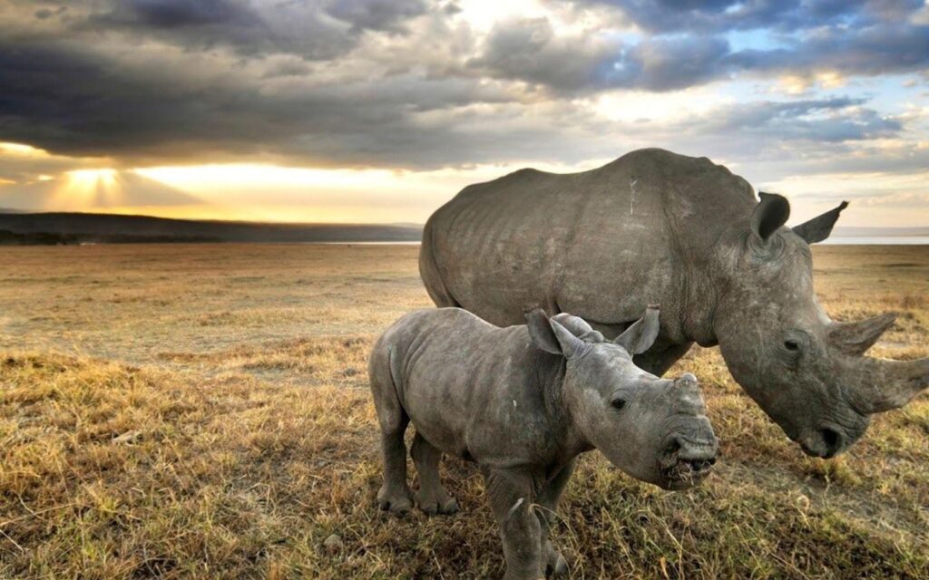 Rhinoceros 2K Wallpapers Free
