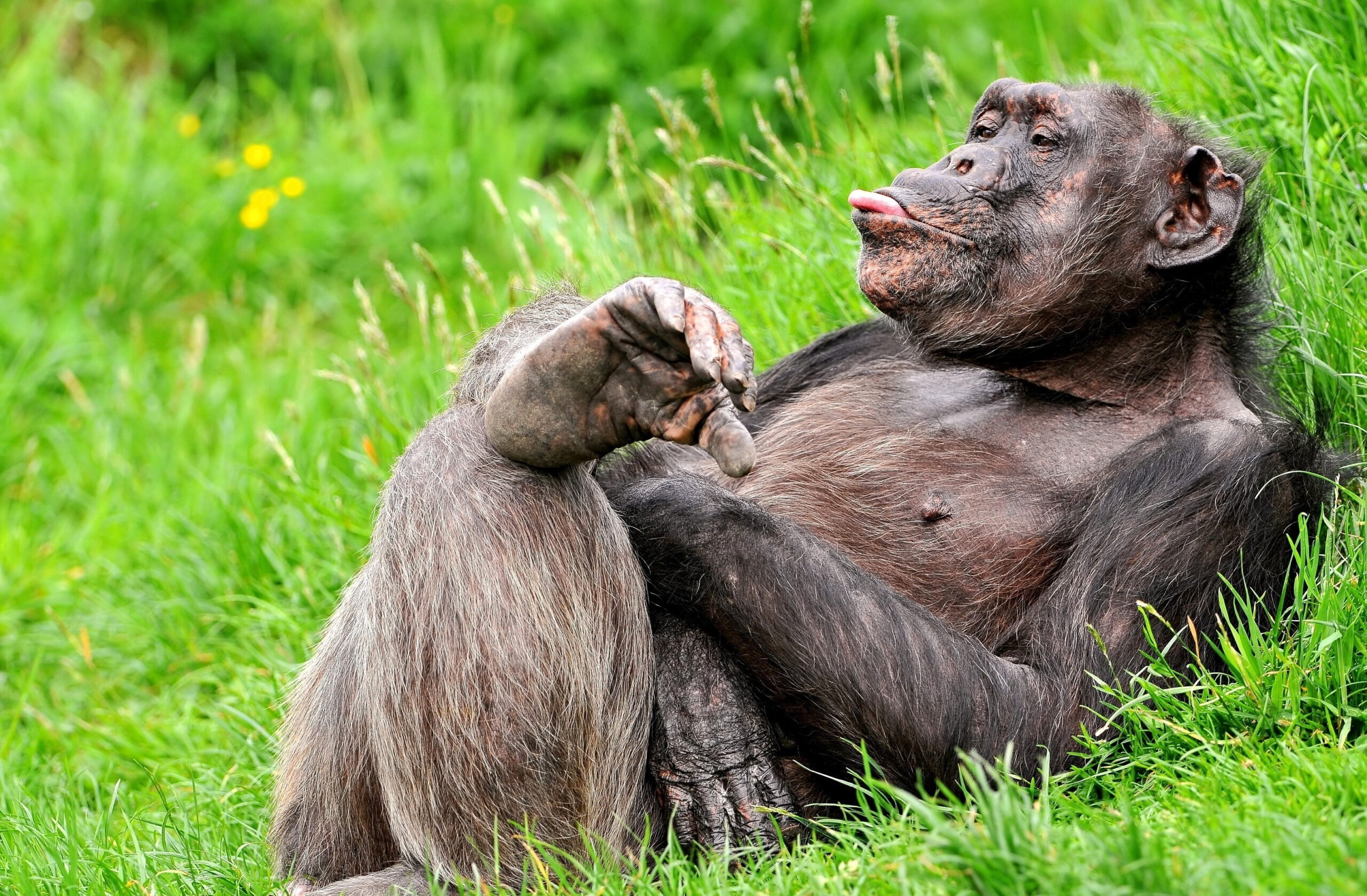 Lying Chimpanzee sticking tongue out 2K wallpapers