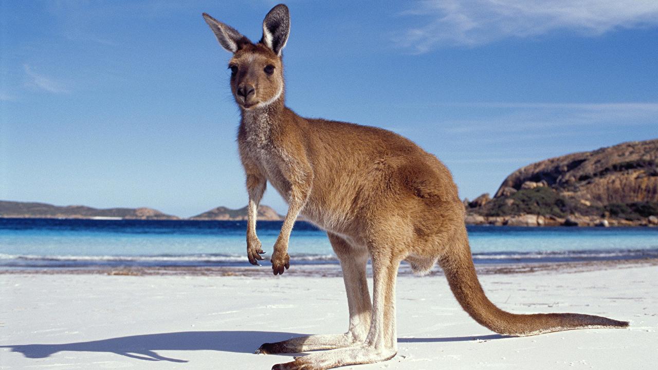 Wallpaper Kangaroo Australia Beach Sea Animals