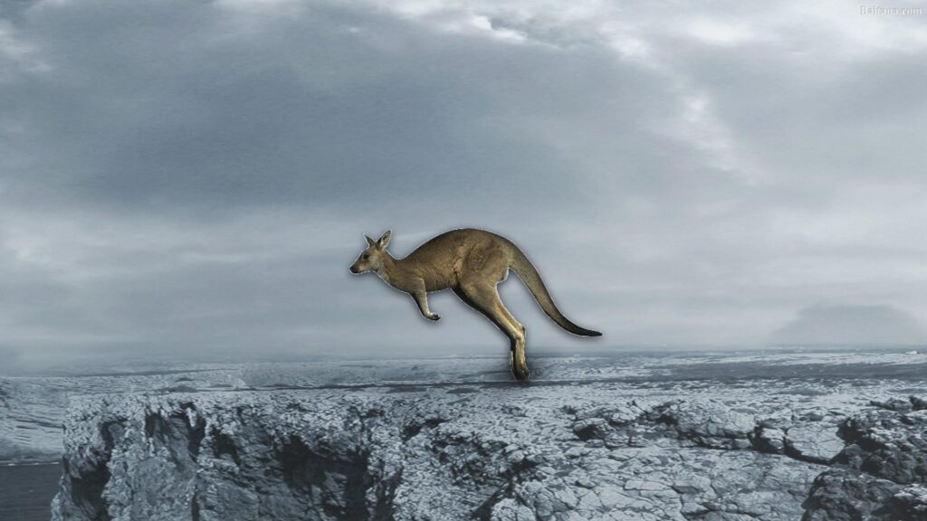 Kangaroo Backgrounds Wallpapers