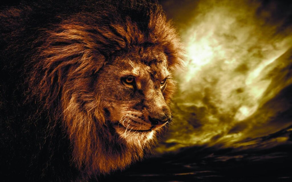 Wallpapers For – Lion Animal Wallpapers