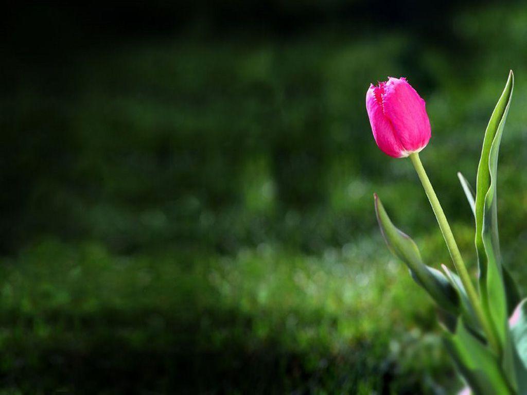 Wallpapers For – Blue Tulip Wallpapers