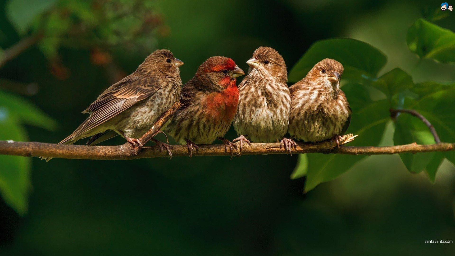 Finch, Bird, Finches, Wallpapers 2K / Desk 2K and Mobile