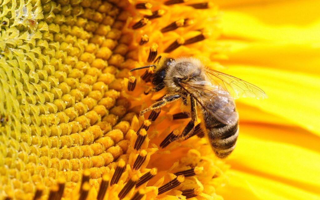 Honey Bee wallpapers