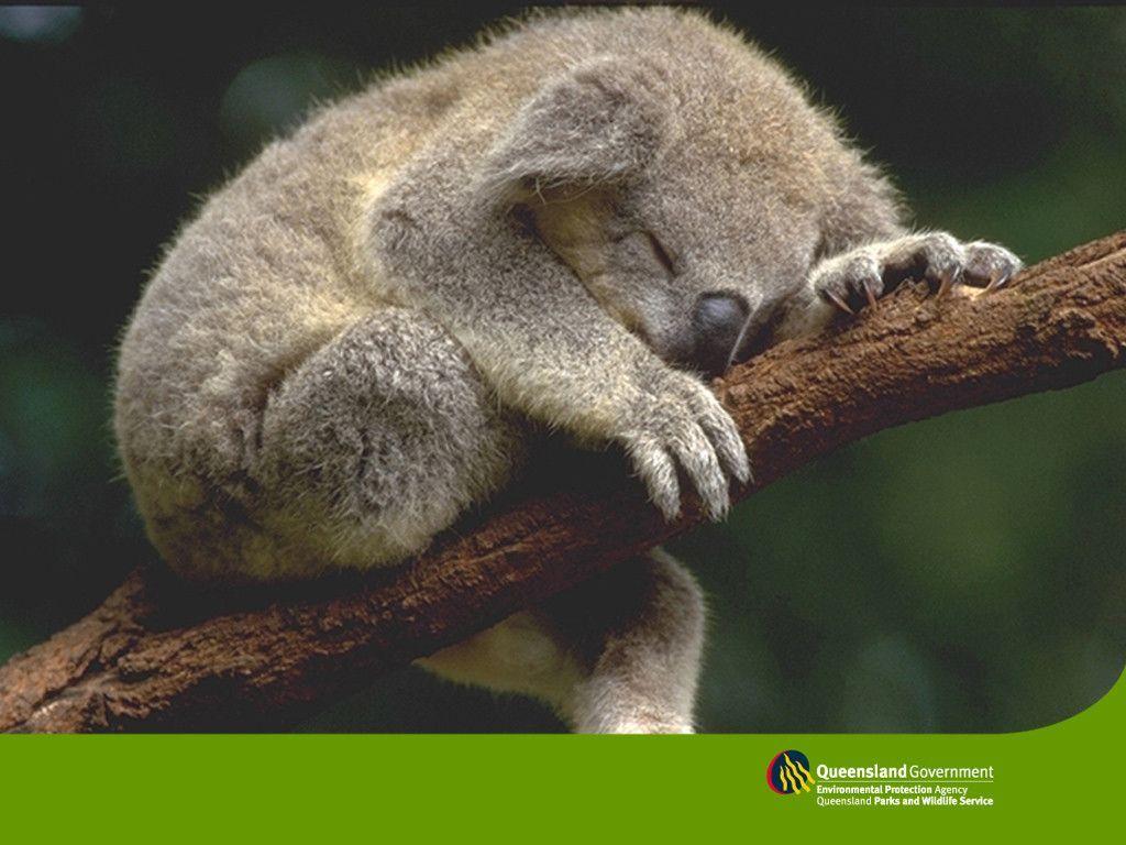Sleeping koala wallpapers
