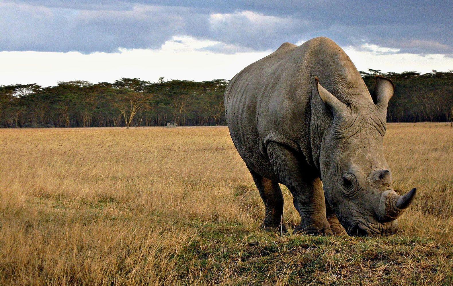 Rhinoceros Animals Photos Free Stock HQ Wallpapers Download
