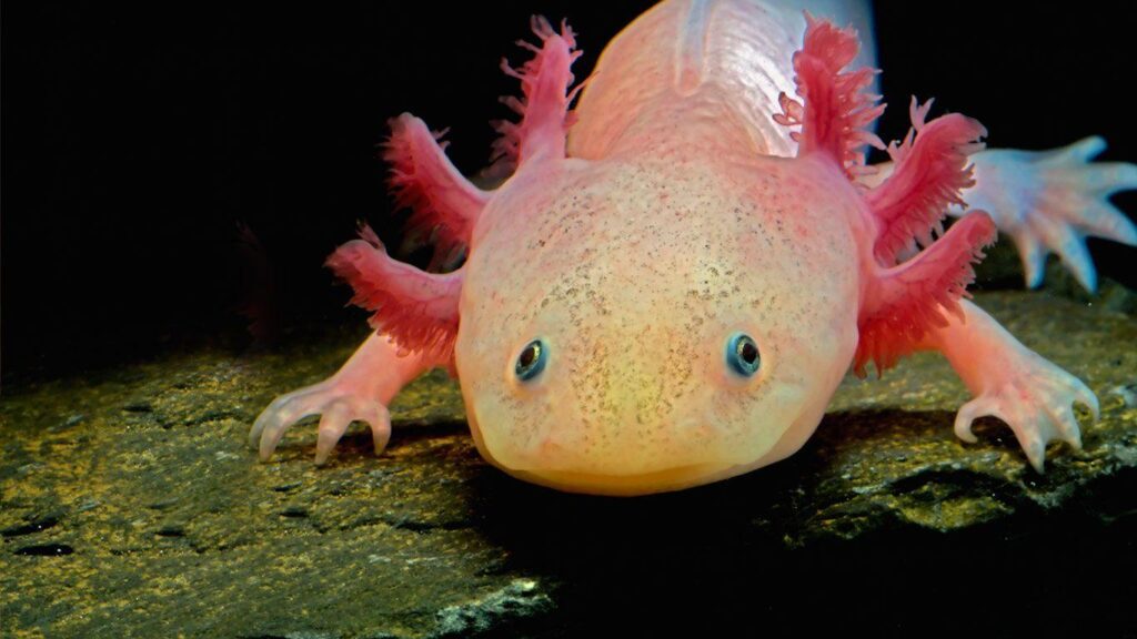 Axolotl wallpapers by T