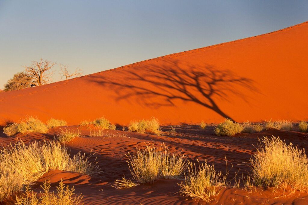 Namibia africa namib desert sky sunset shadow tree bush sand dune