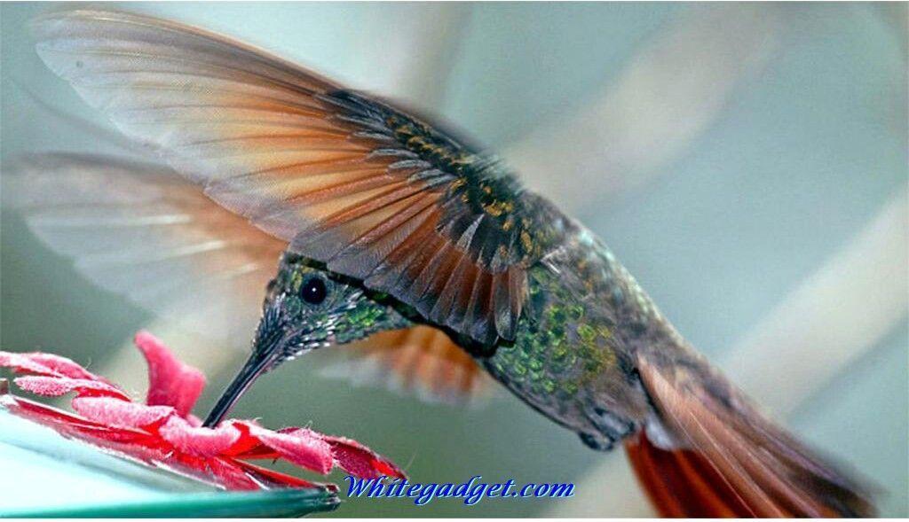 Awsome Hummingbird wallpapers get for free bg