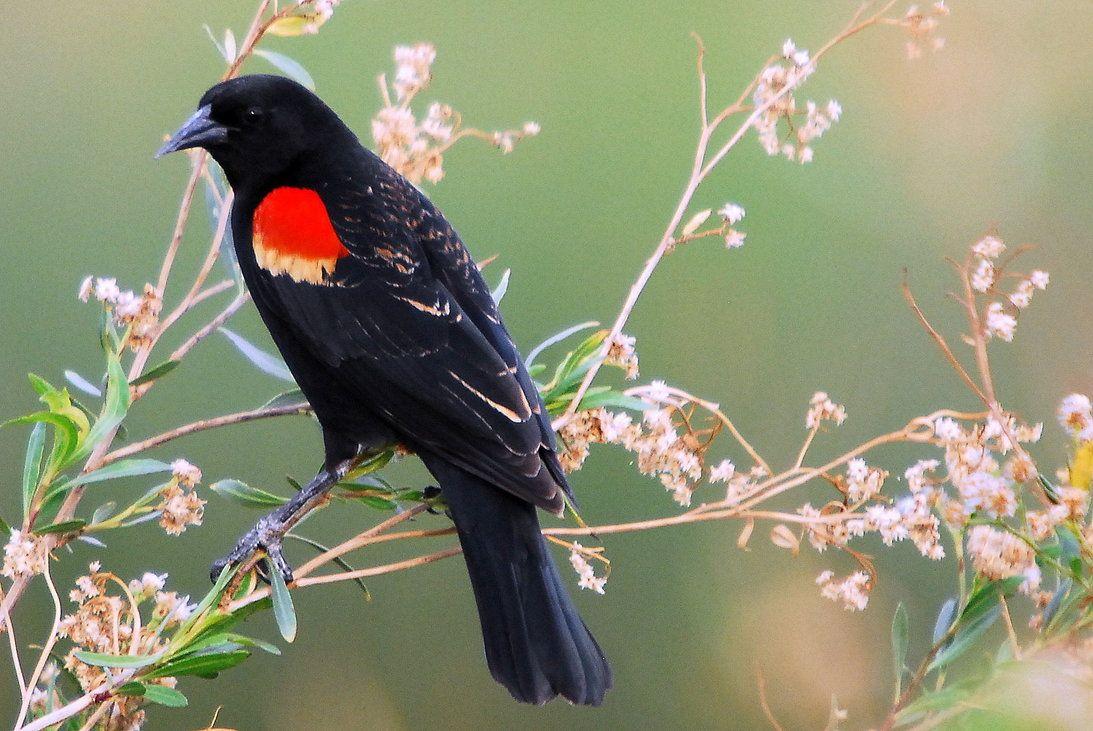 Red winged Blackbird by fileboy