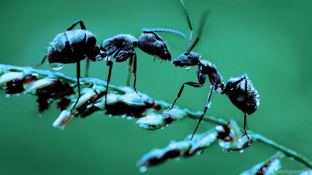 Ant Picture Facts Ant Desk 4K Wallpapers Desk 4K Backgrounds