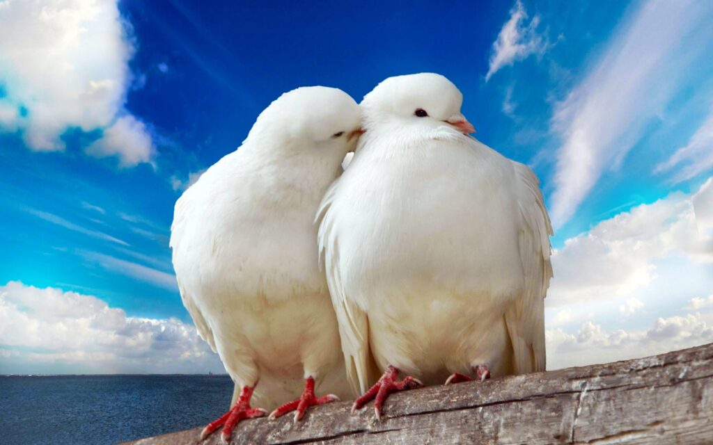 White pigeons couple wallpapers