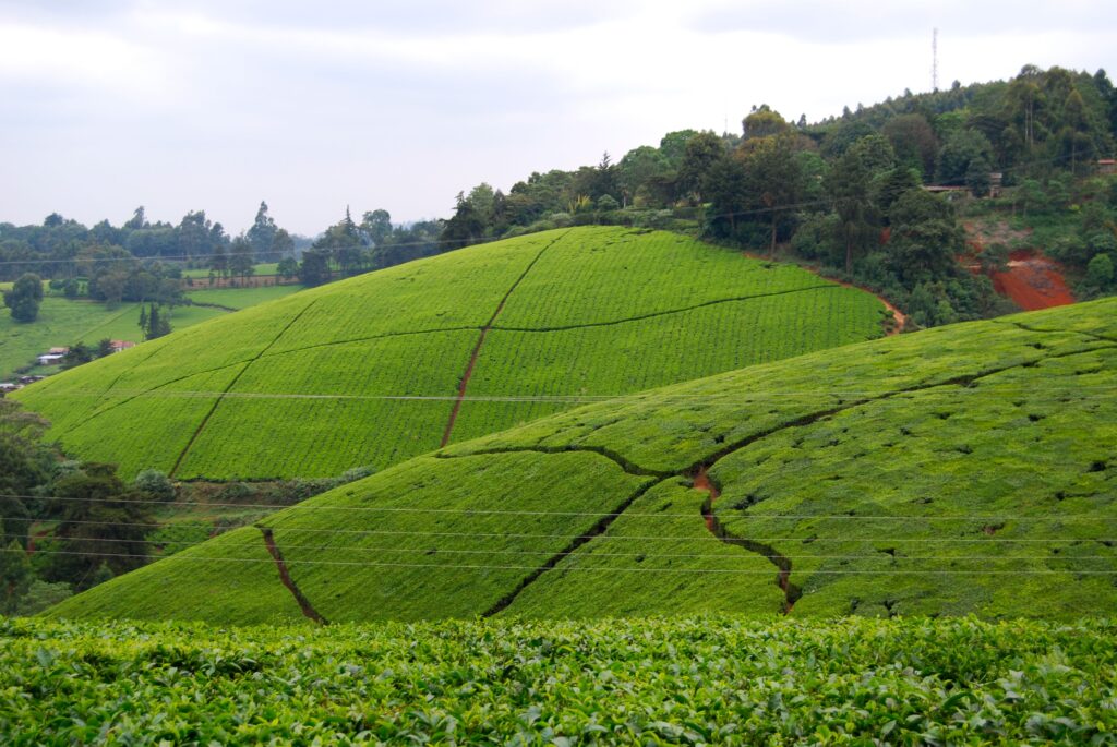 Tea plantation outside of Nairobi, Kenya It’s even more breath