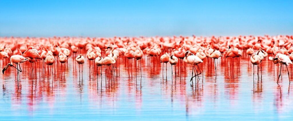 A flock of flamingos in Lake, Nakuru, Kenya