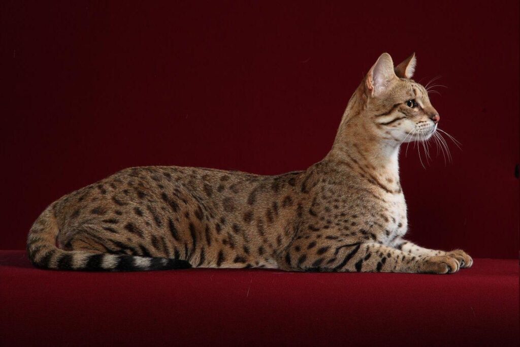 Cool Bengal Cats Full Grown – Wallpaper Also Bengal Cat Vs