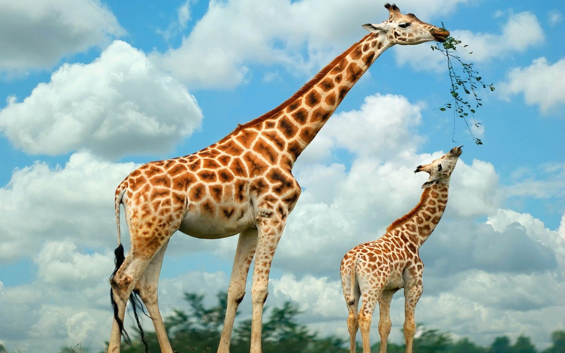 Giraffes Wallpapers