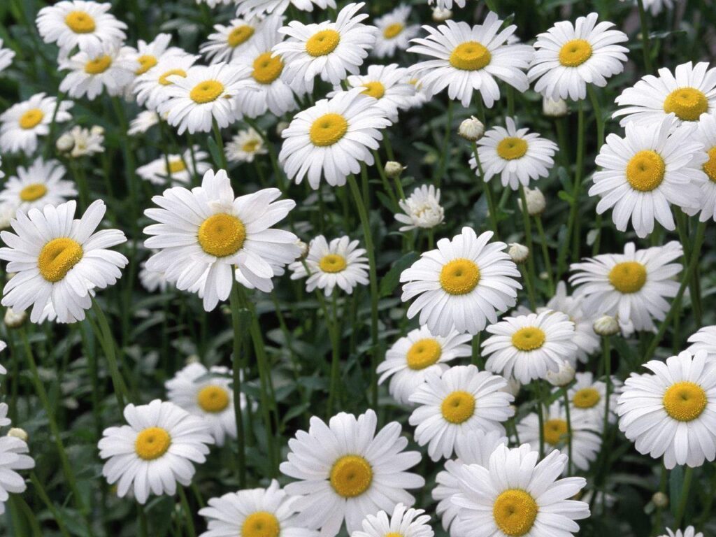 Wallpapers For – Daisy Wallpapers Tumblr