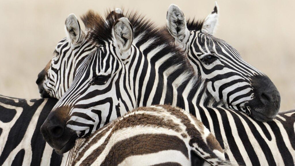 Wallpapers with a group of zebras