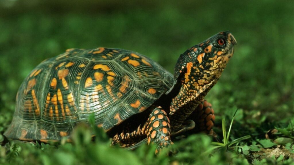 Wallpapers For – Turtle Wallpapers