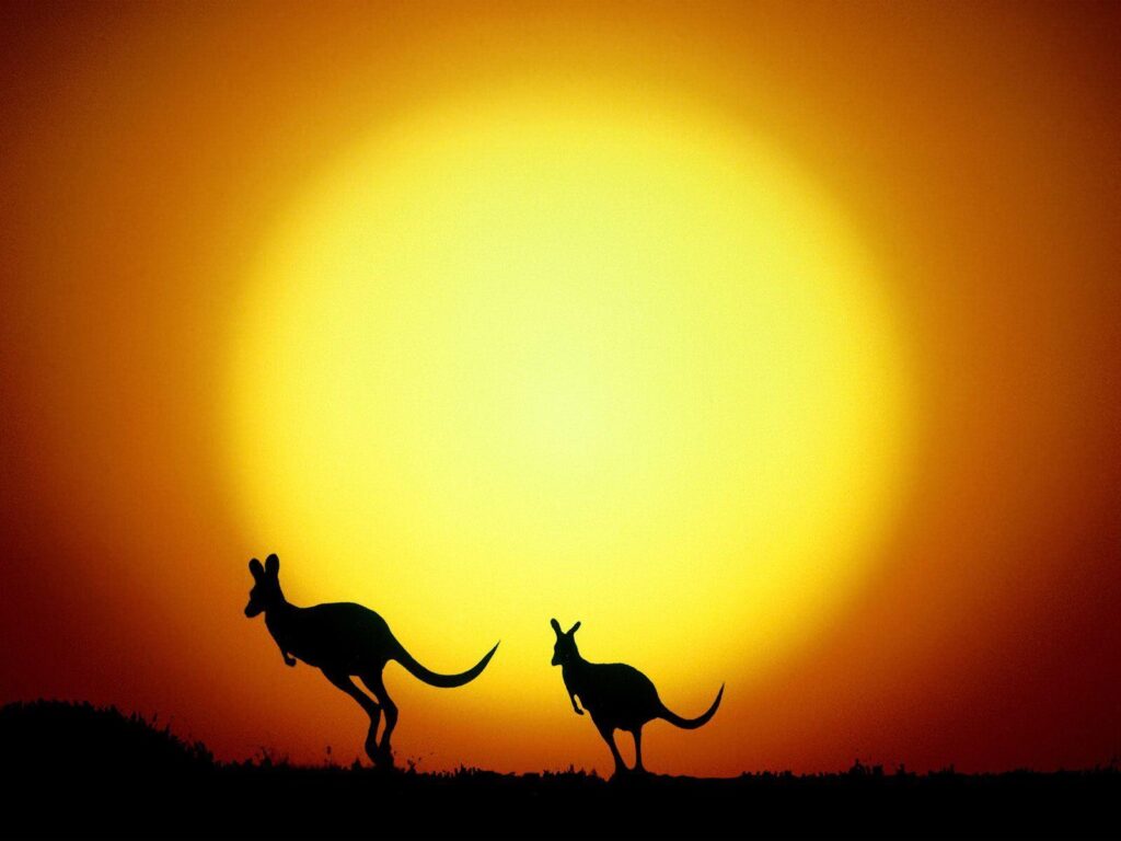 Kangaroo In Sunset 2K Desk 4K Wallpaper, Instagram photo, Backgrounds