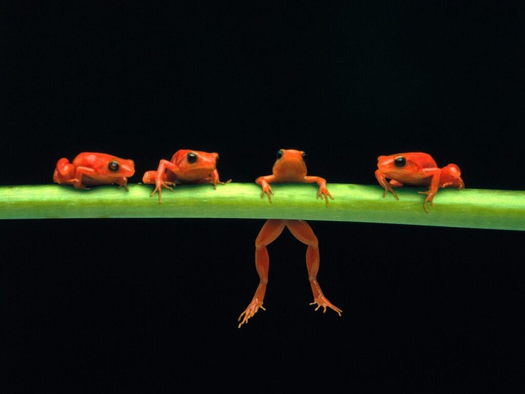 Frog Wallpapers