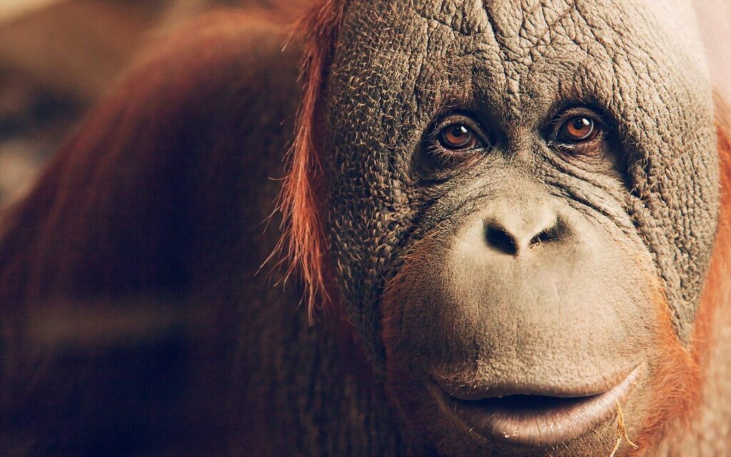 Orangutan Wallpapers