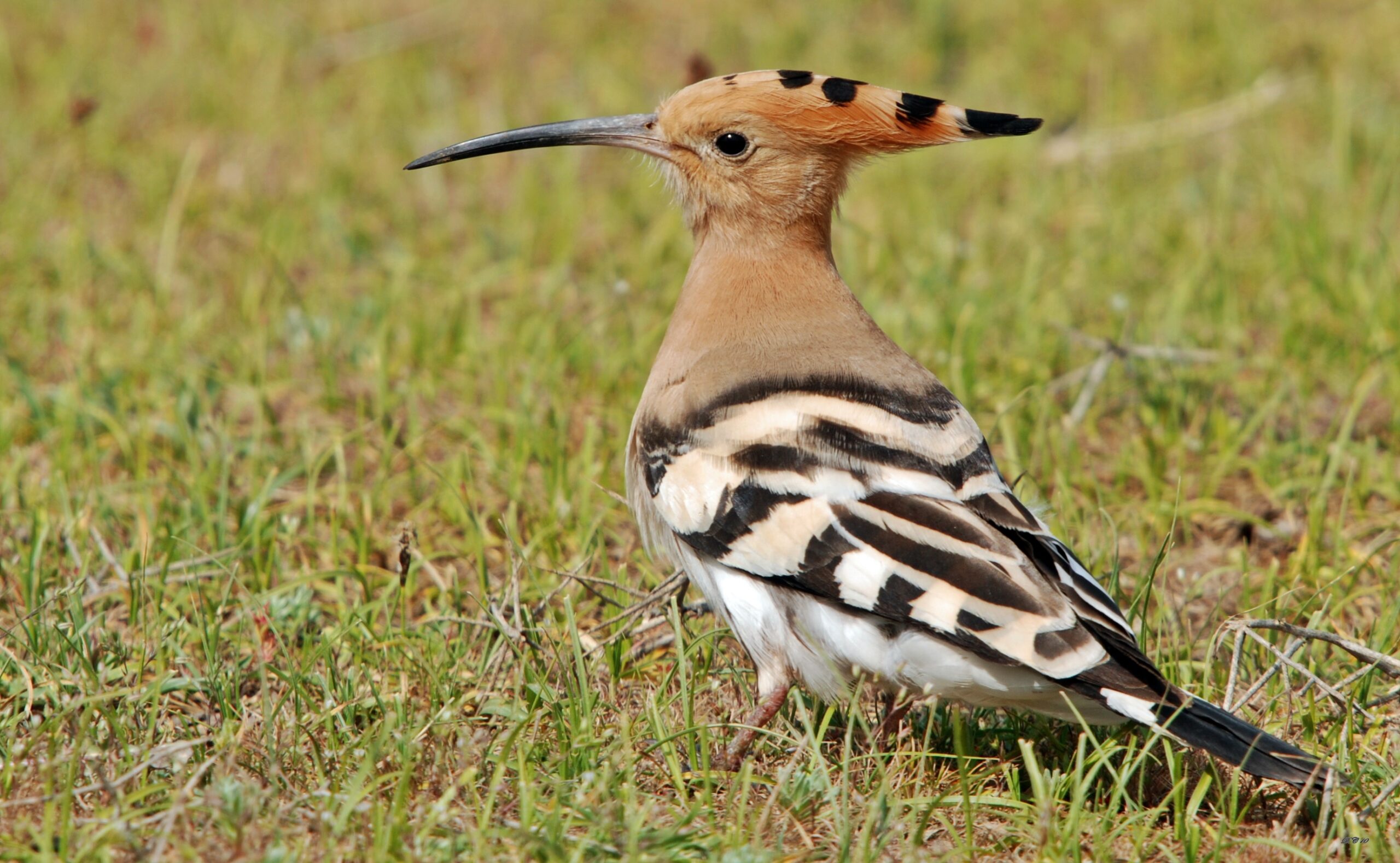 Eurasian Hoopoe photos and wallpapers Collection of the