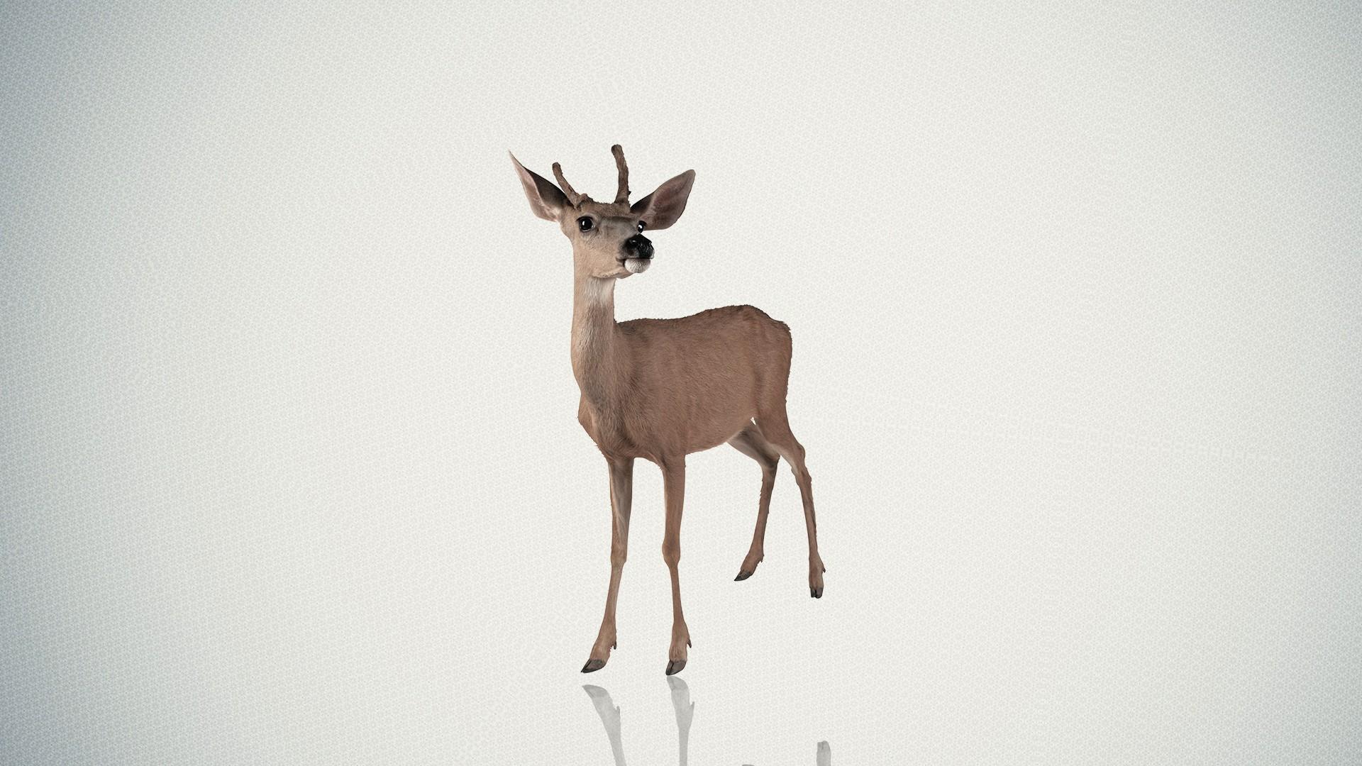 Deer Wallpapers 2K Backgrounds, Wallpaper, Pics, Photos Free Download