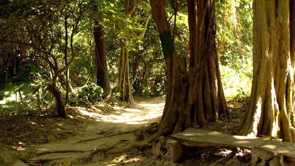 Bijilo Forest Park Gambia