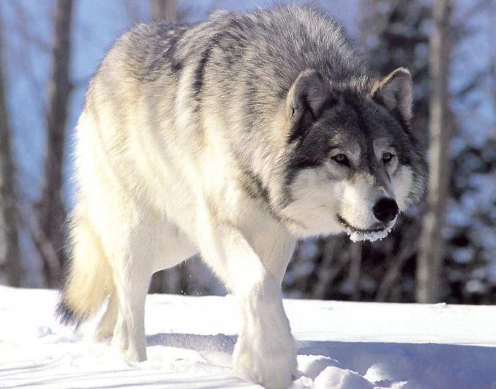 HD Wolf Wallpapers