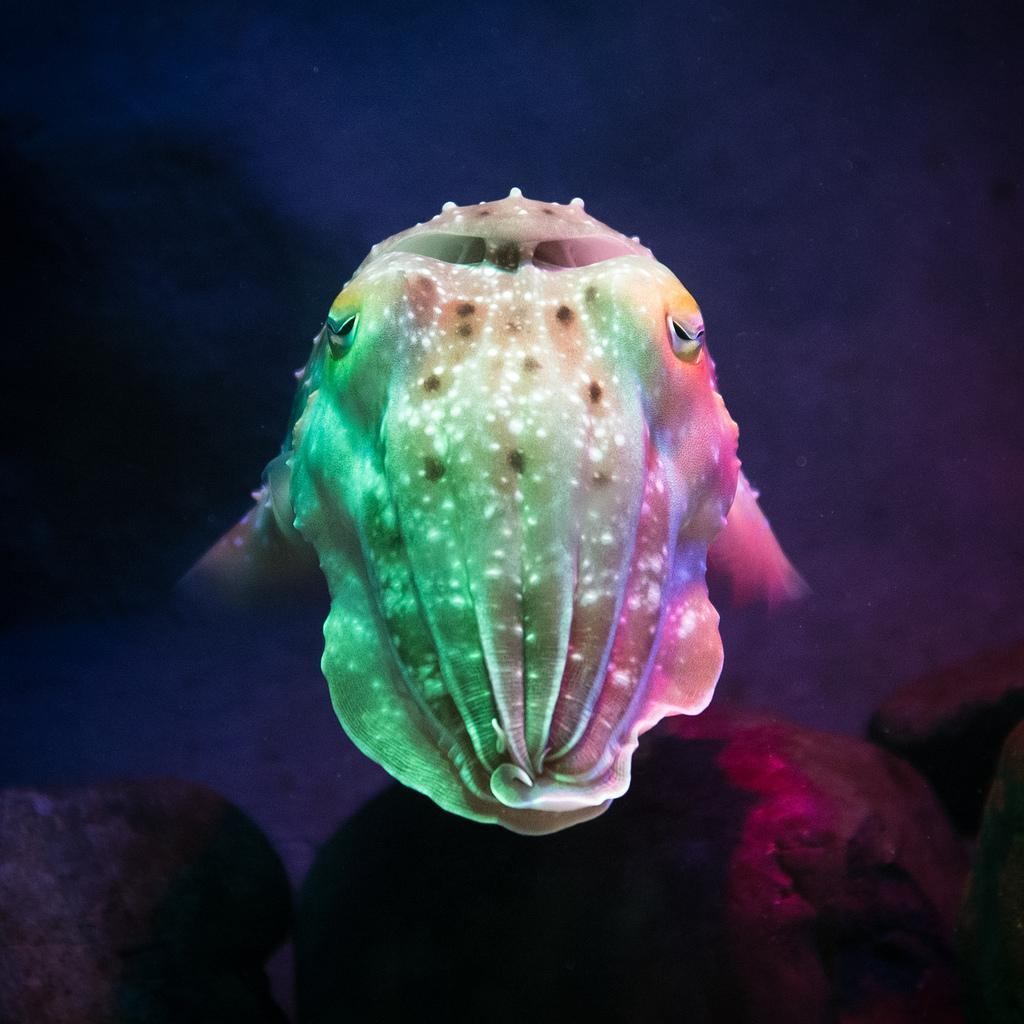 Cute Cuttlefish Wallpapers for Android