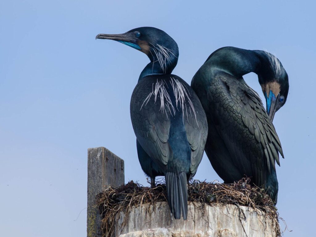 Brandt’s Cormorants Camping Out At Their Nest In Elkhorn