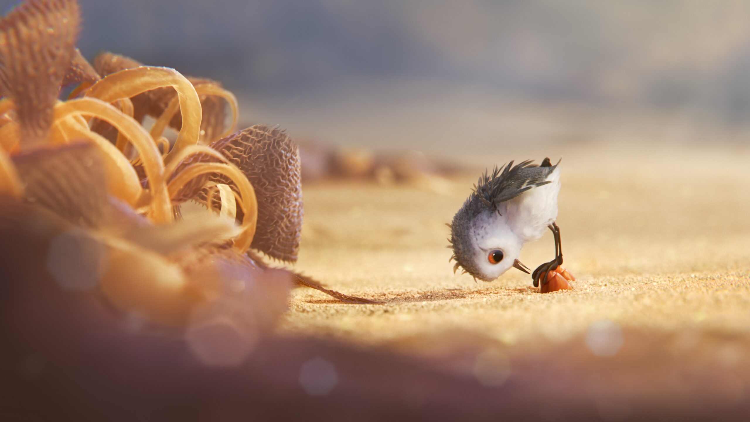 Hungry Baby Sandpiper In Piper Wallpapers