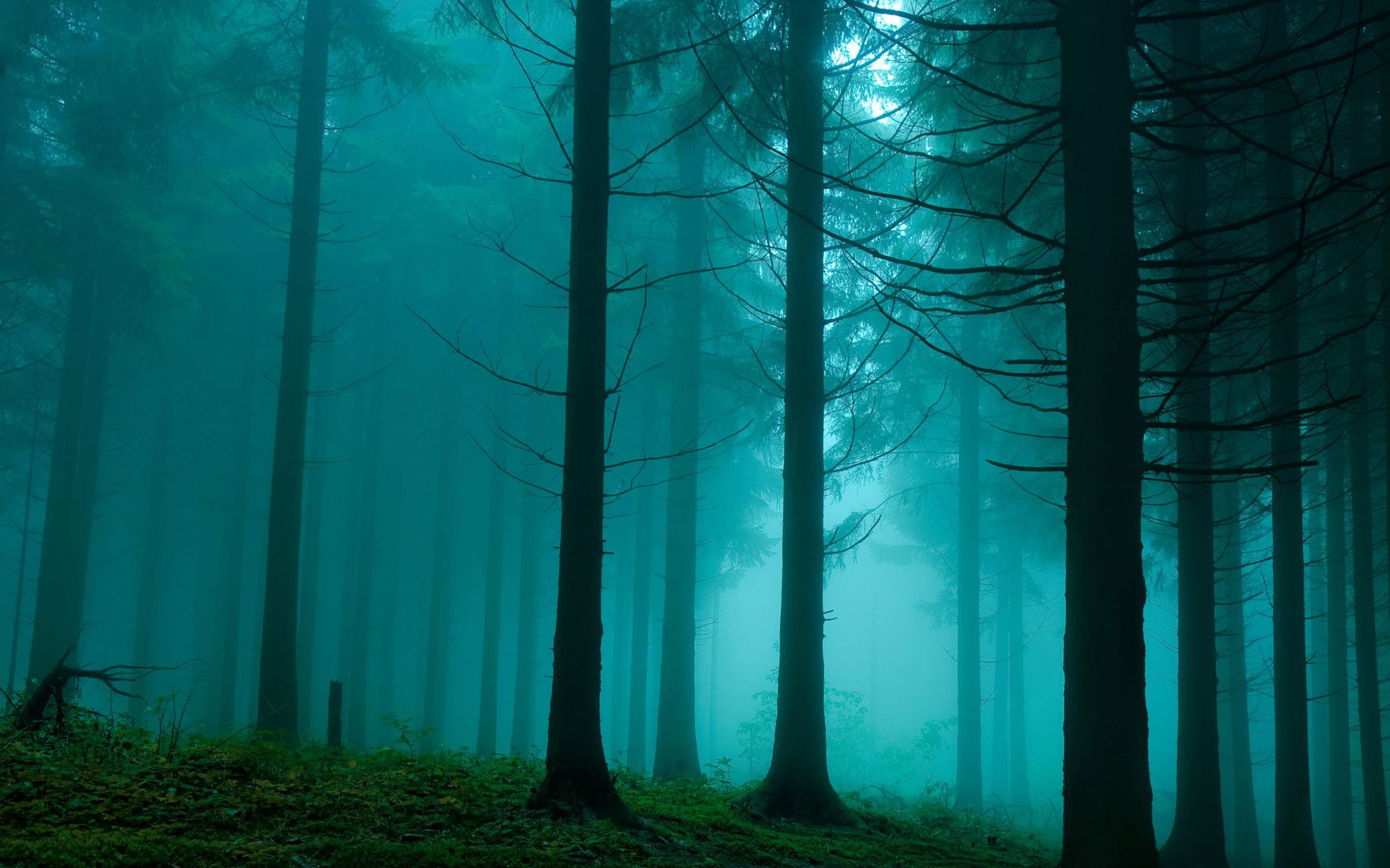 Forest In The Mist Nature Mac Wallpapers Download