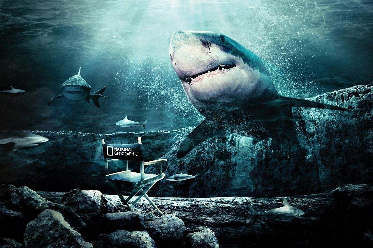 Download Animal Shark Wallpapers