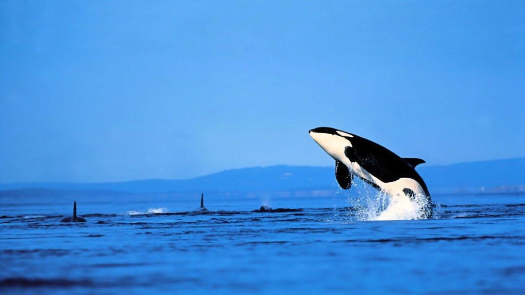 Orca Wallpapers