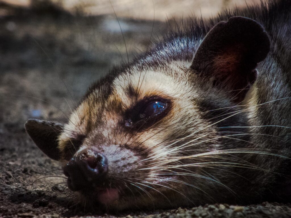 FileHimalayan Palm Civets K