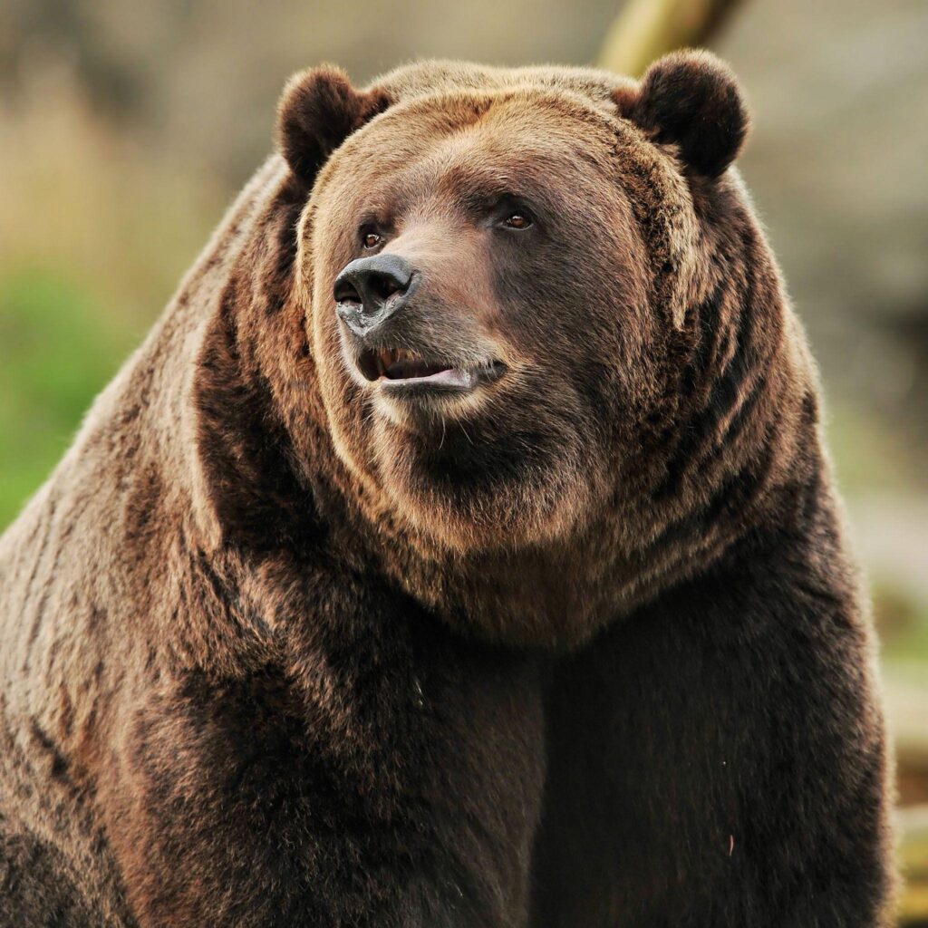 Grizzly Bear Portrait | 2K iPad Wallpapers
