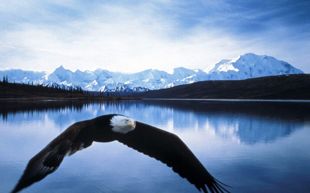 Bald eagle in flight denali national park alaska wallpapers of high