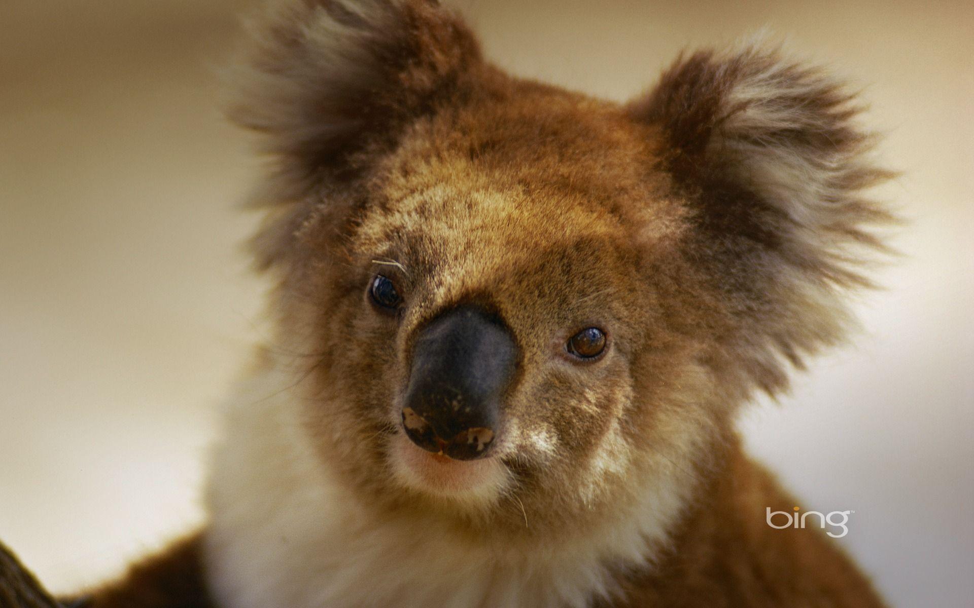 Australian national treasure naive koala wallpapers