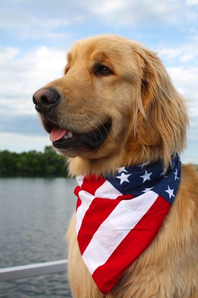 Flag Day Golden Retriever photo and wallpaper Beautiful Flag Day